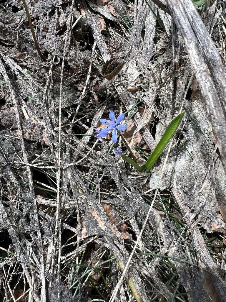 Scilla Bifolia
