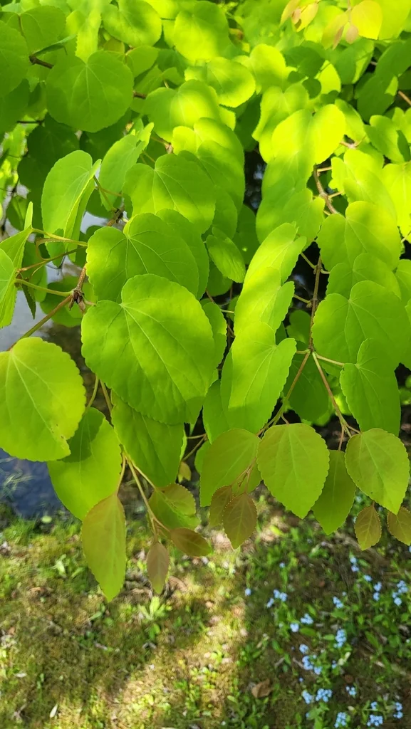 Cercidiphyllum Japonicum