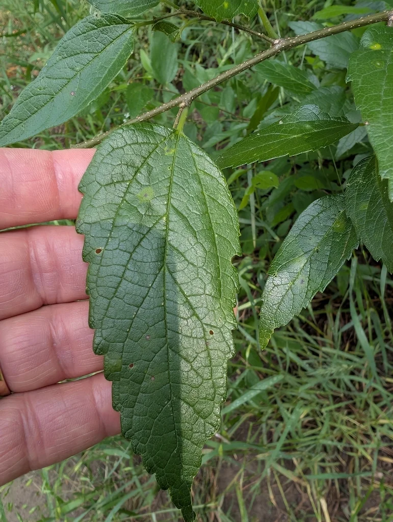 Celtis Laevigata