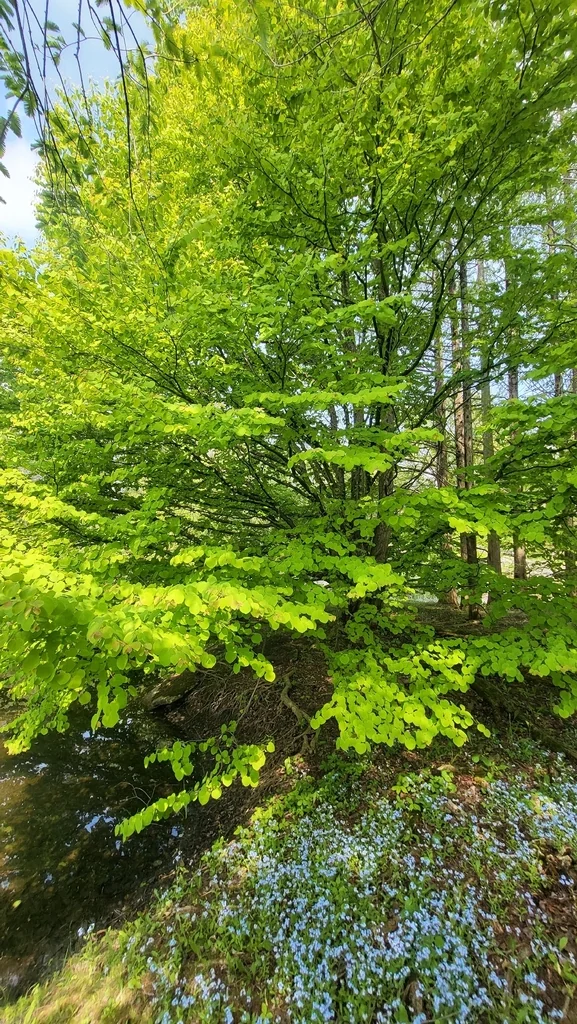 Cercidiphyllum Japonicum