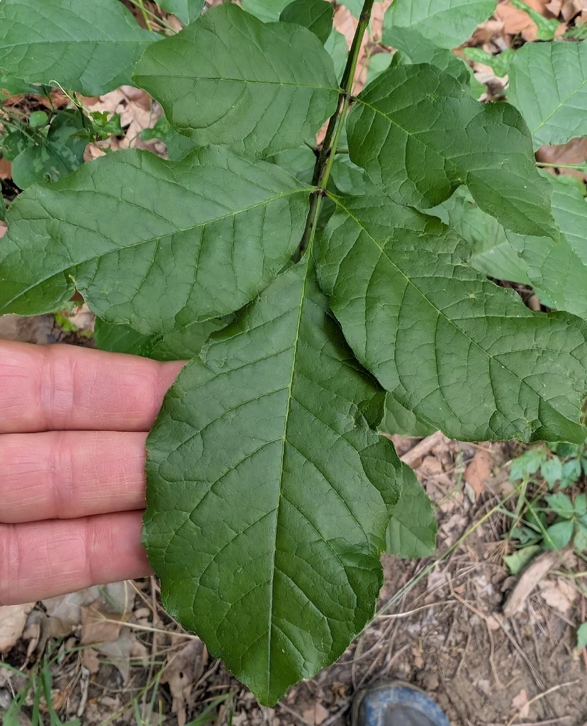 Fraxinus Texensis