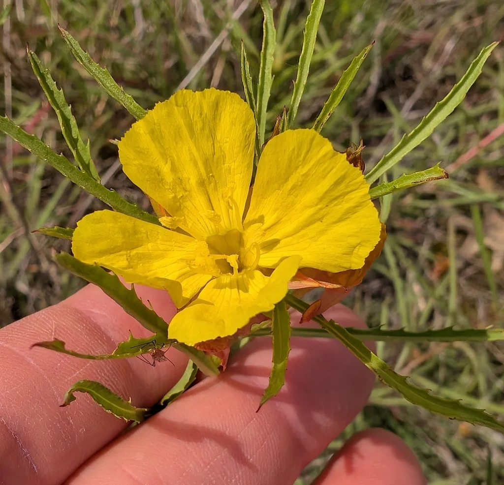 Calylophus Berlandieri