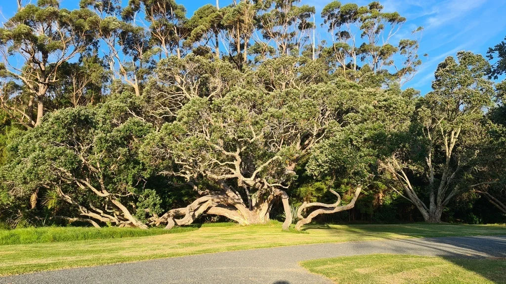 Metrosideros Excelsa
