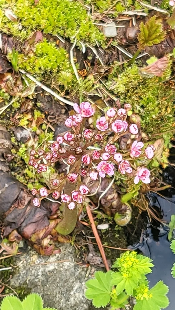 Darmera Peltata