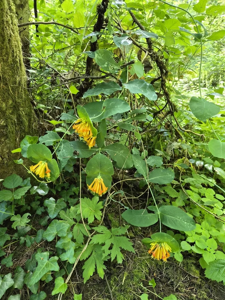 Lonicera Ciliosa