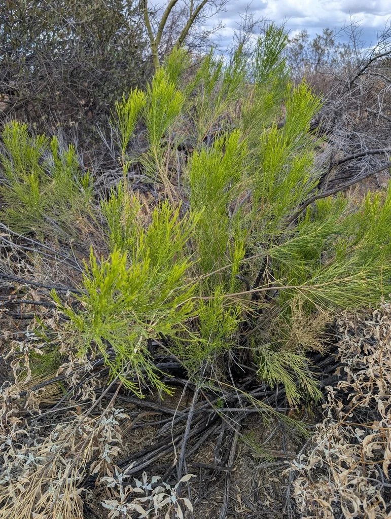 Baccharis Sarothroides