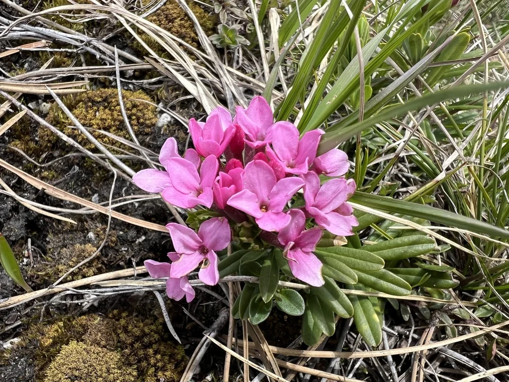 Daphne Cneorum