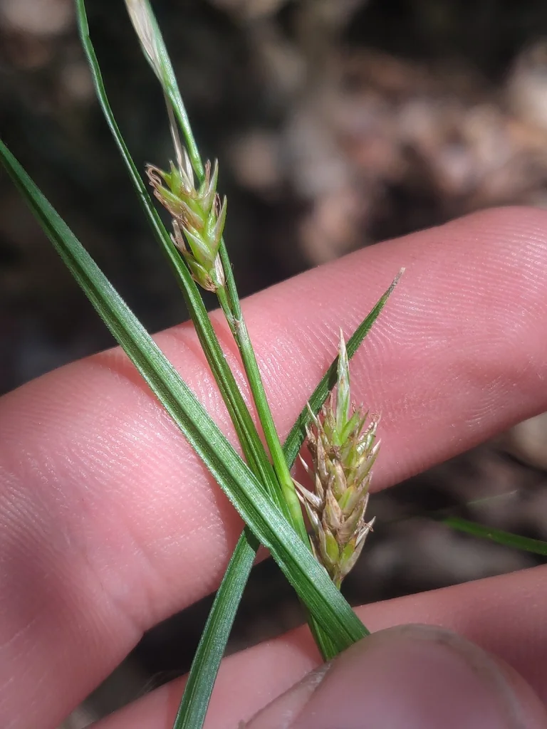 Carex Cherokeensis