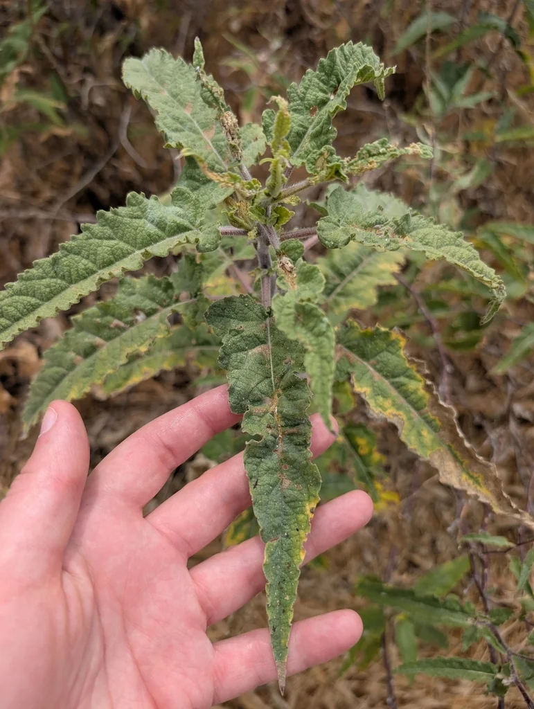 Ambrosia Ambrosioides