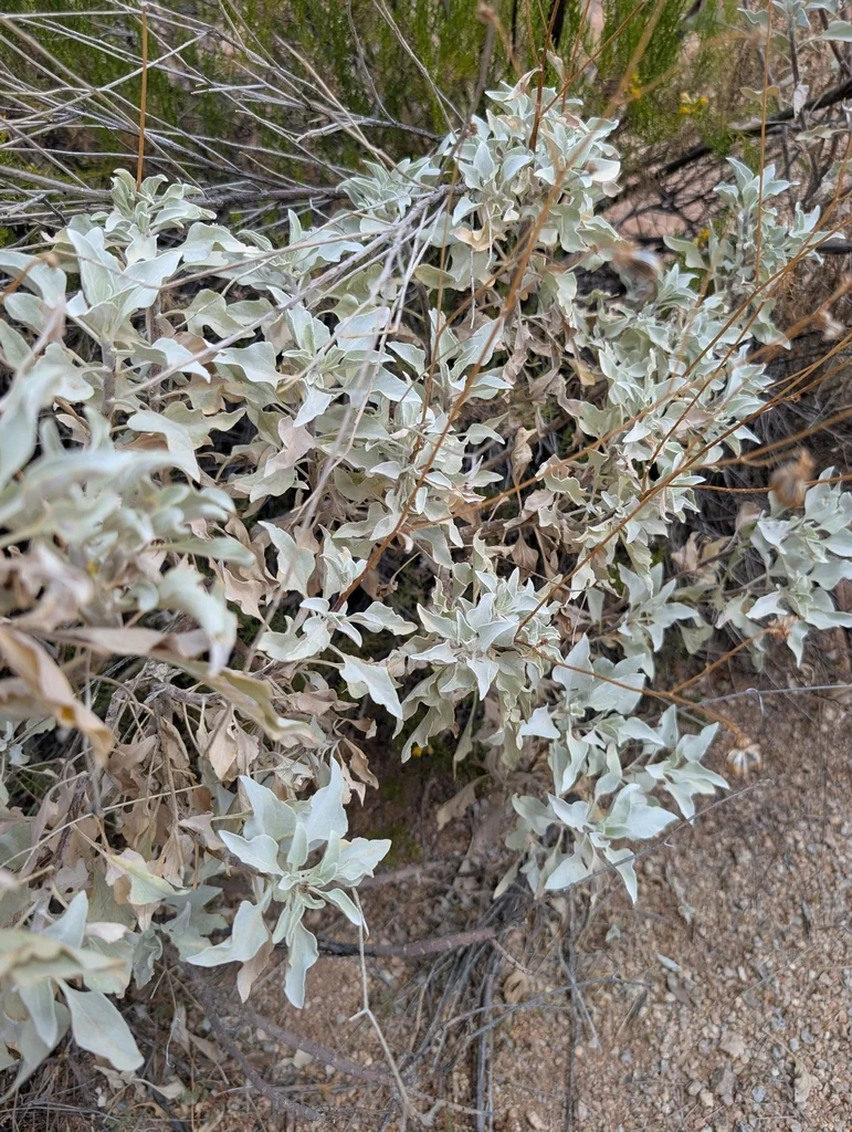 Encelia Farinosa