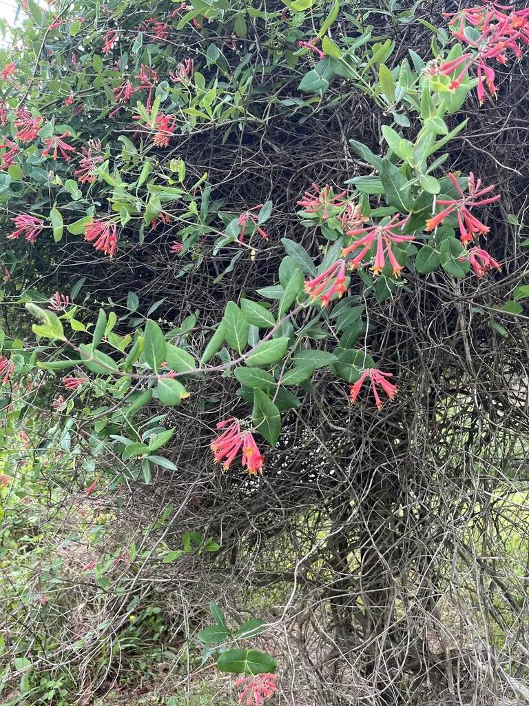 Lonicera Sempervirens