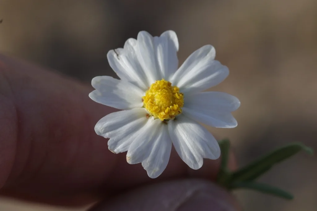 Melampodium Leucanthum