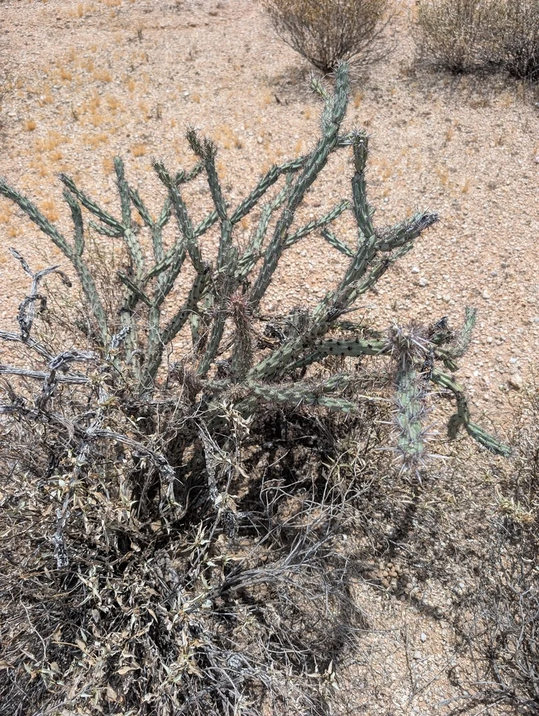 Cylindropuntia Acanthocarpa