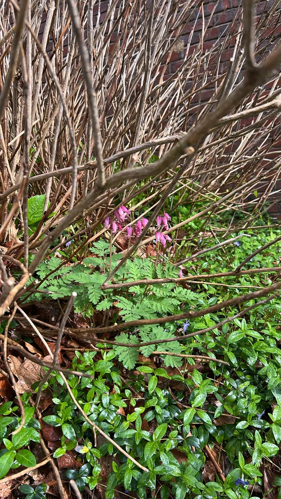 Dicentra Eximia