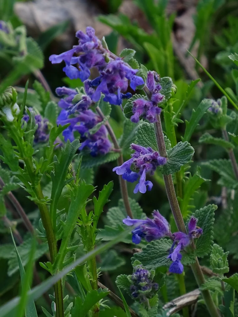 Nepeta Racemosa