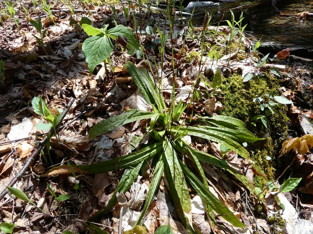 Carex plantaginea