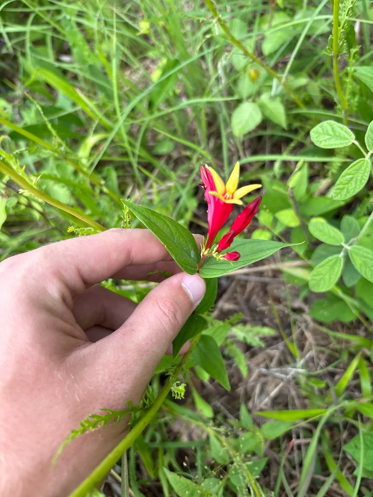 Spigelia marilandica