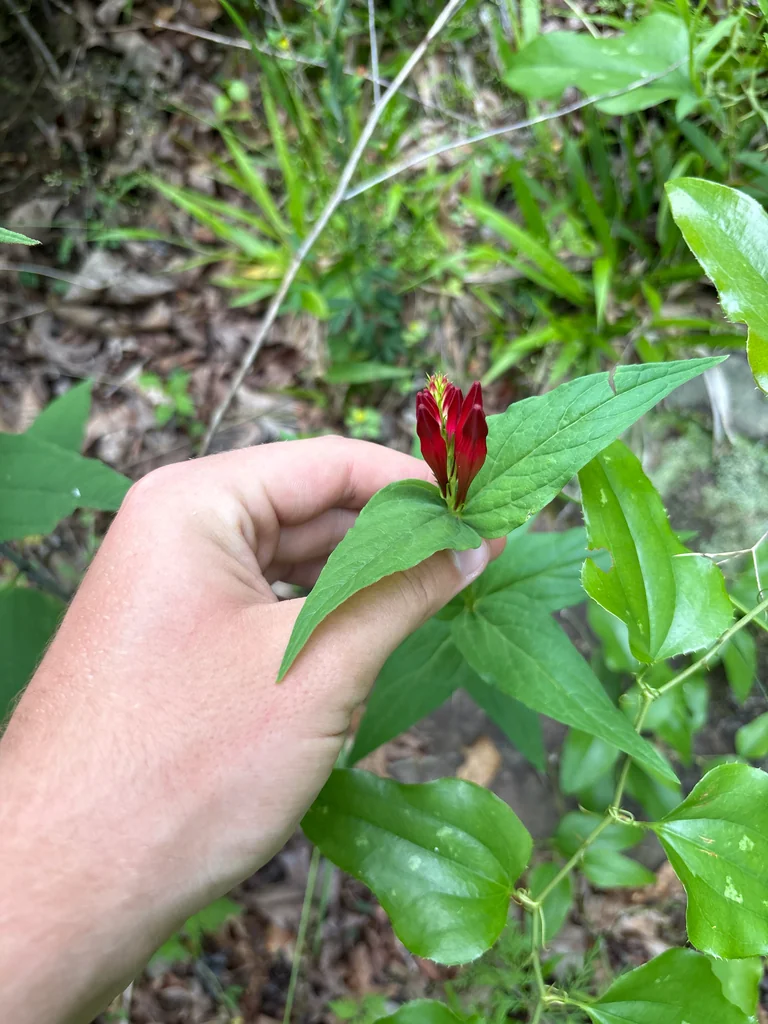 Spigelia marilandica