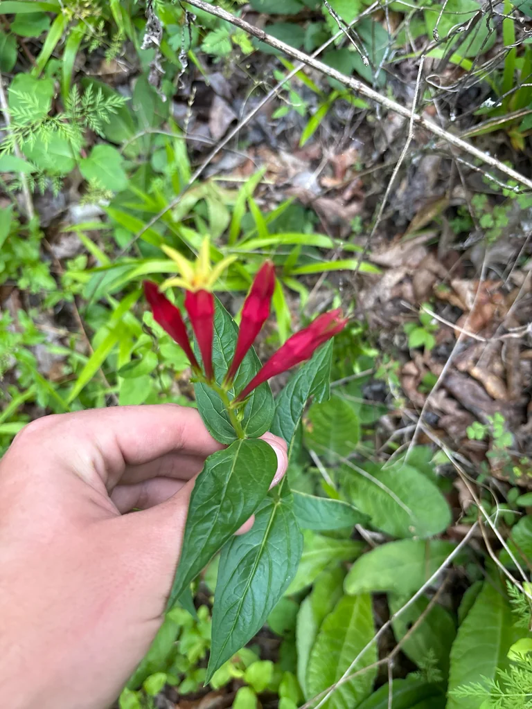 Spigelia marilandica
