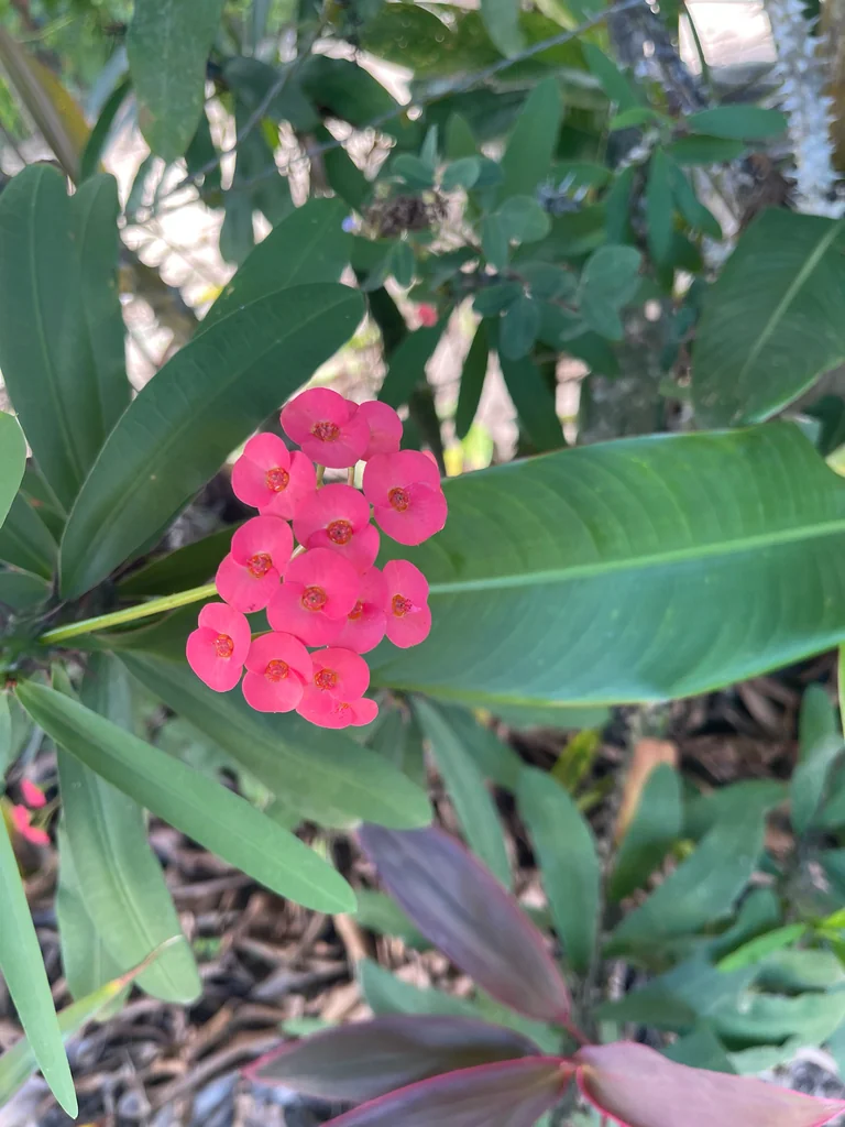 Euphorbia Milii