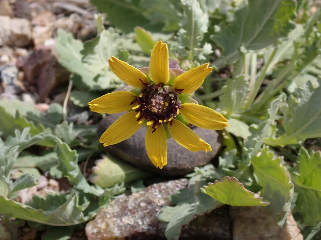 Berlandiera Lyrata