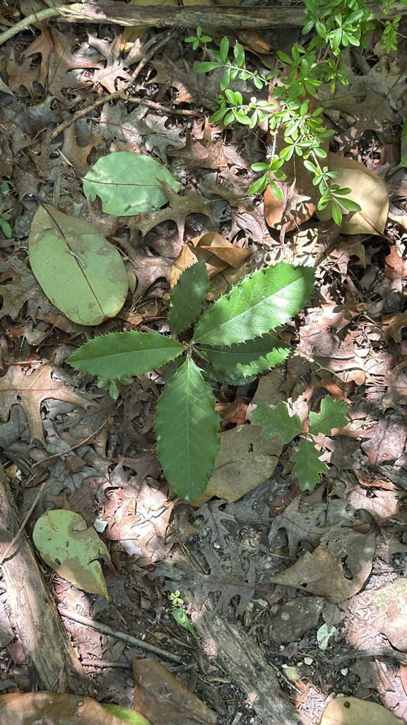 Photinia Serratifolia