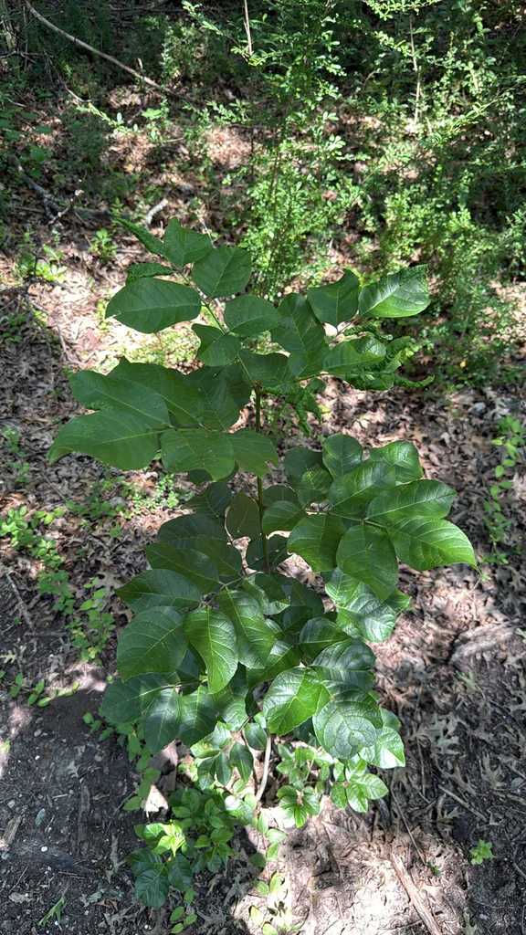 Fraxinus Texensis