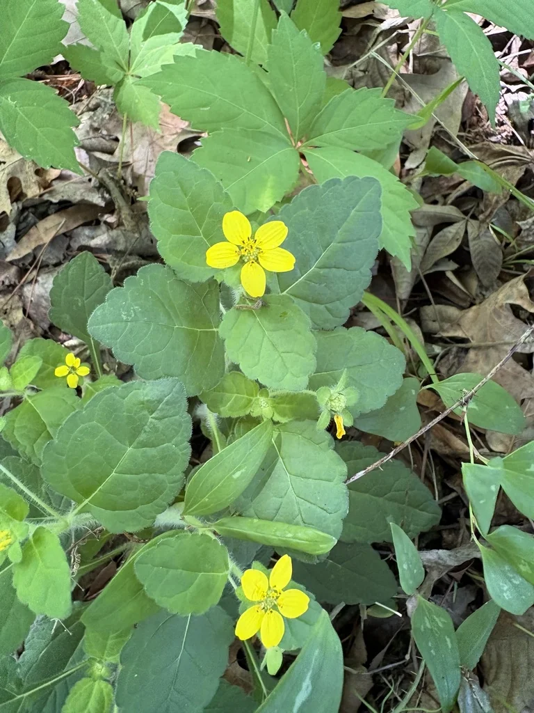 Chrysogonum Virginianum