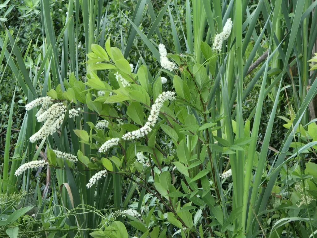 Itea virginica