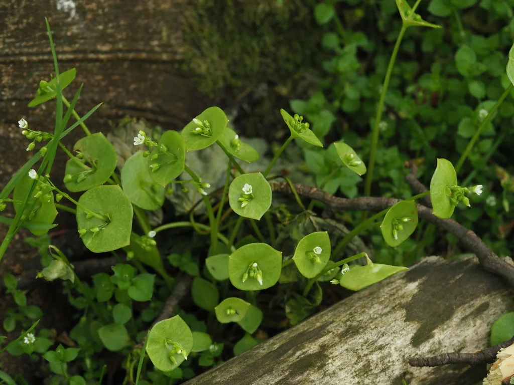 Claytonia Perfoliata