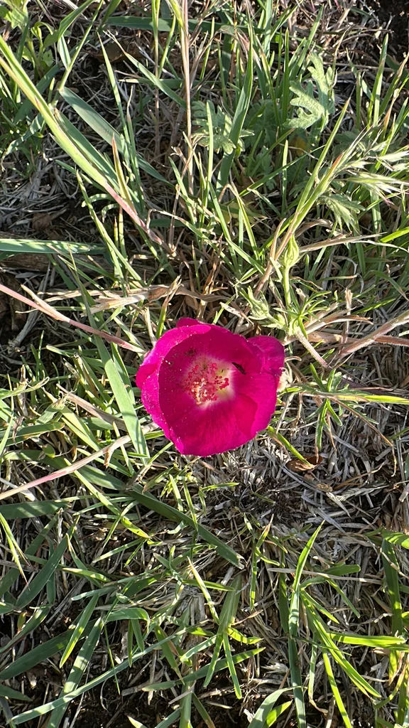 Callirhoe Involucrata