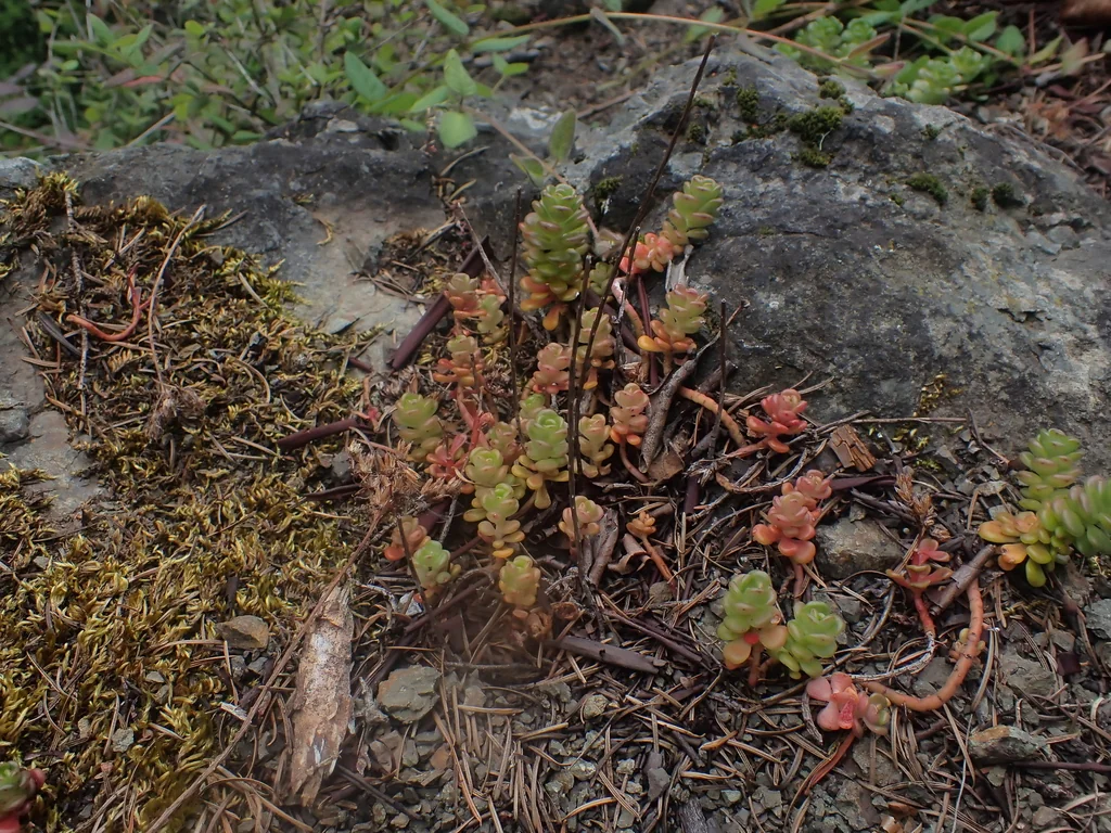 Sedum Oreganum