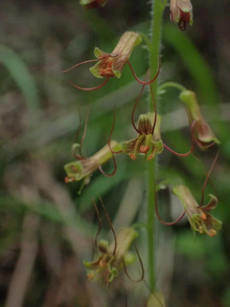 Tolmiea Menziesii