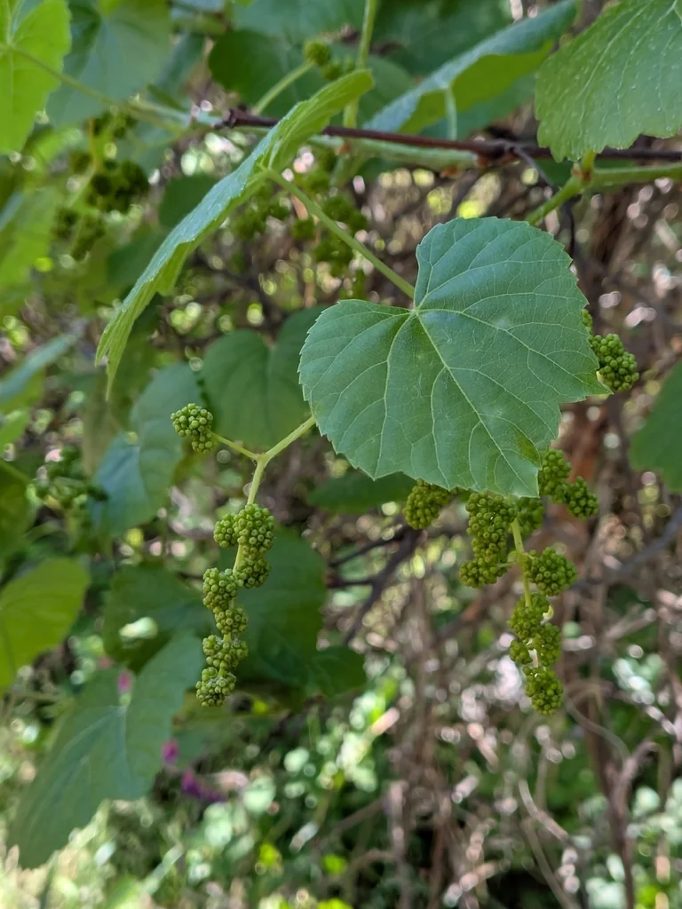 Vitis Californica