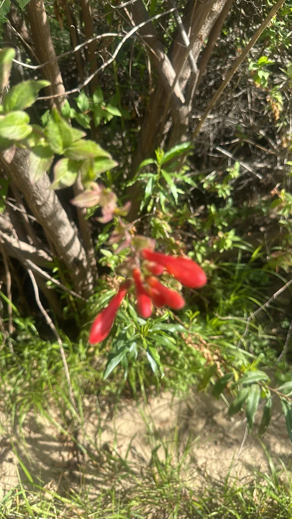 Keckiella Cordifolia