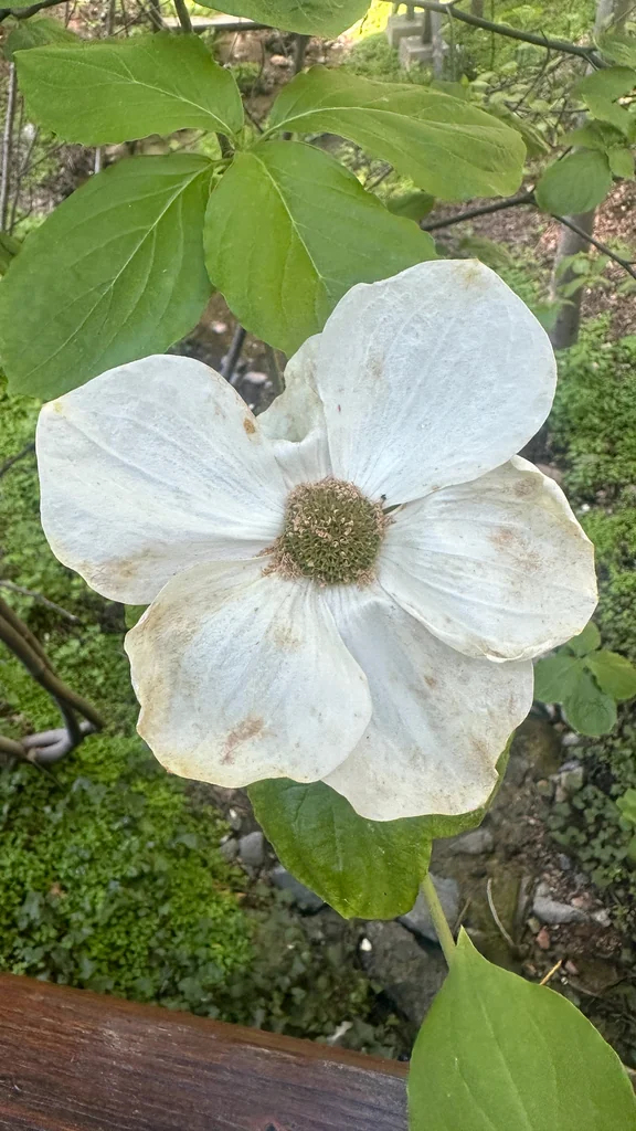 Cornus Nuttallii