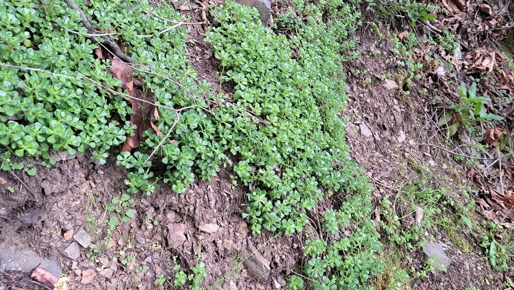 Sedum Oreganum