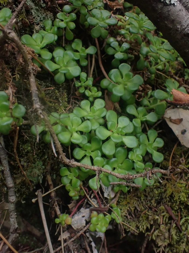 Sedum Oreganum