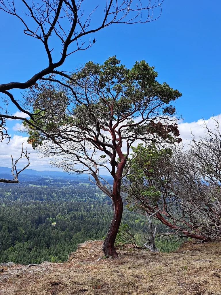 Arctostaphylos Columbiana