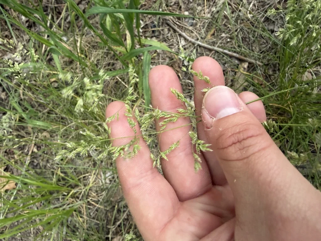Poa Pratensis
