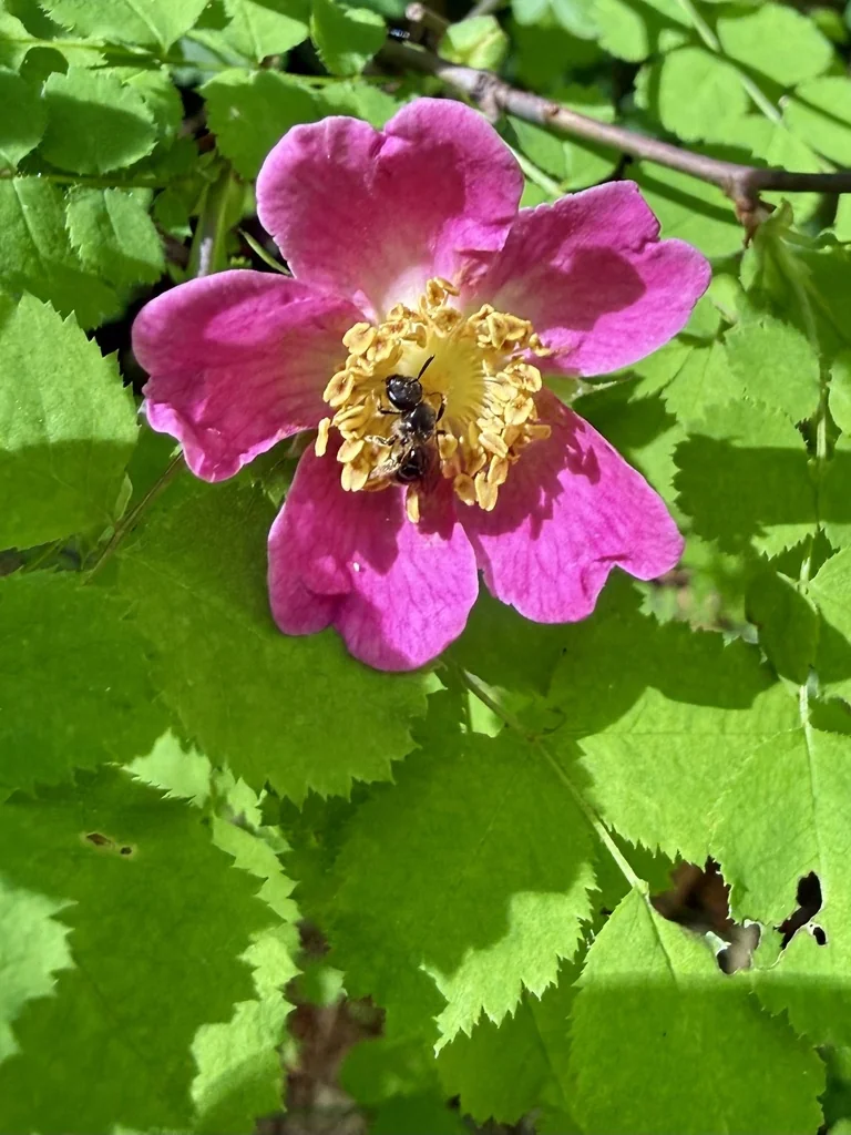 Rosa gymnocarpa