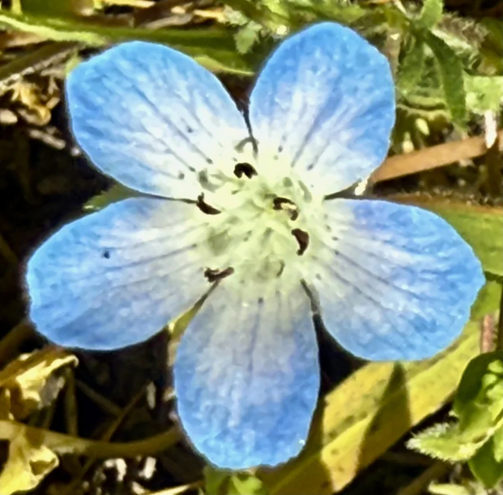 Nemophila Menziesii