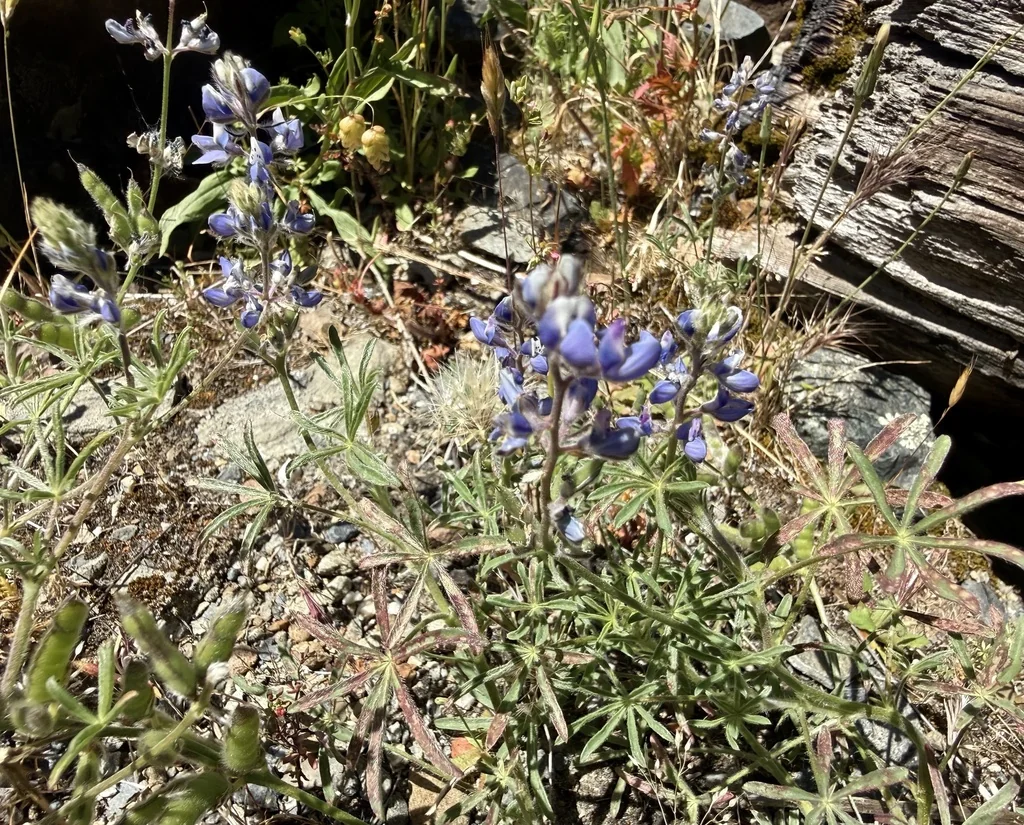Lupinus Bicolor