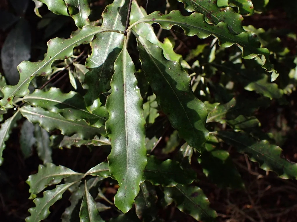 Pittosporum Eugenioides