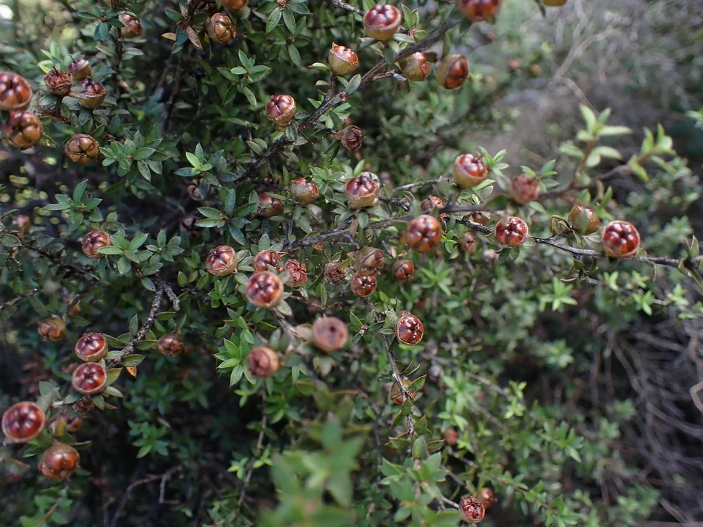 Leptospermum Scoparium