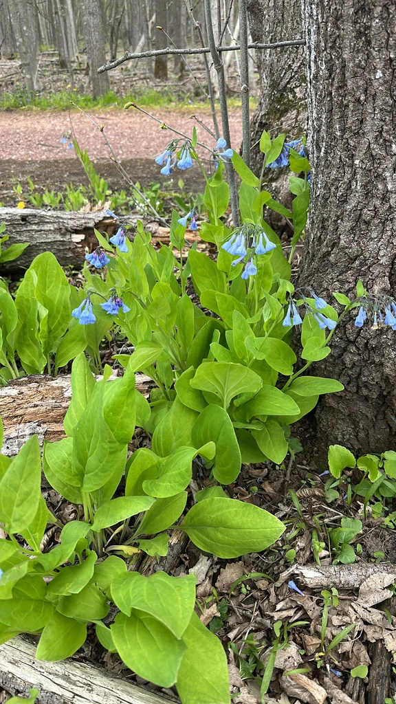 Mertensia Virginica