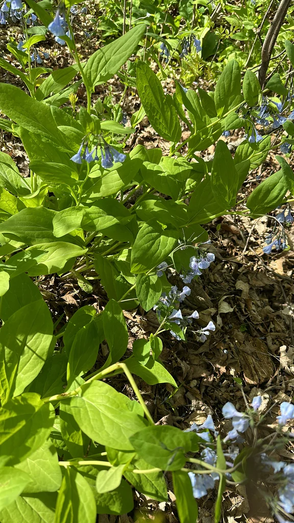 Mertensia Virginica