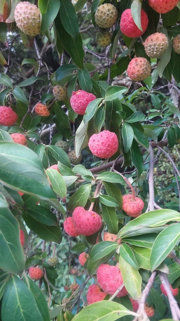 Cornus Capitata