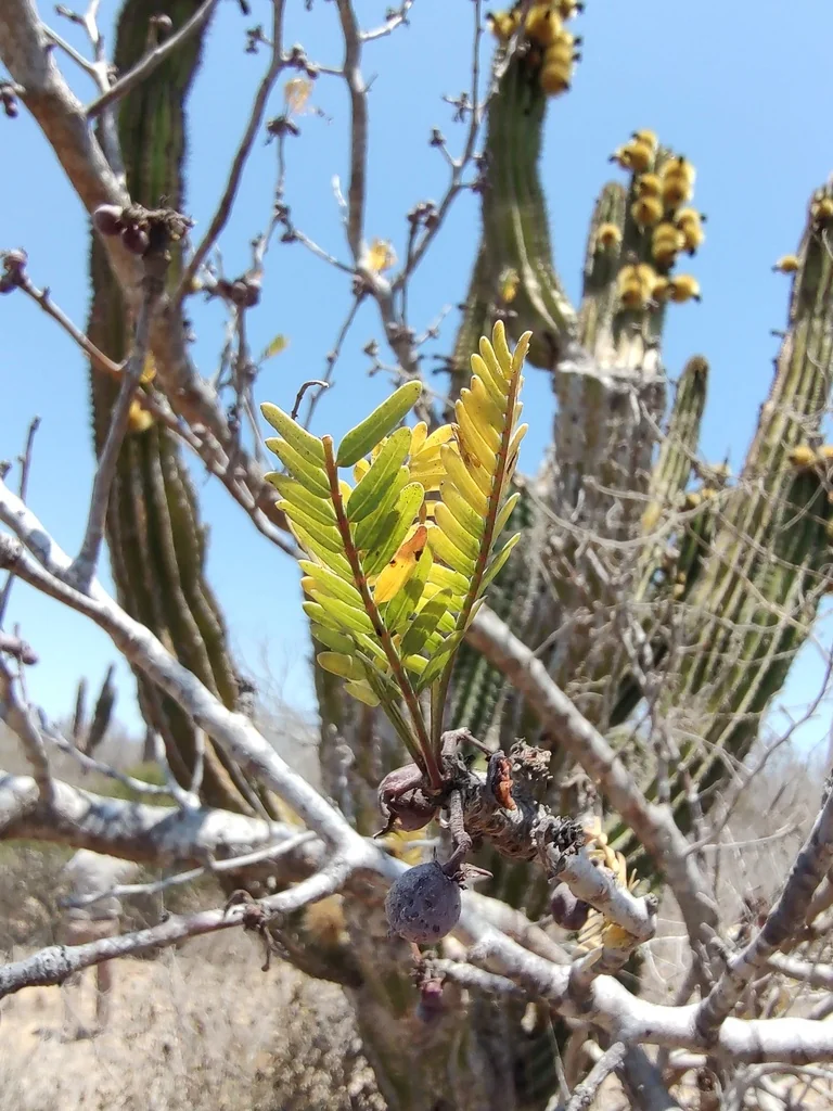 Bursera Microphylla