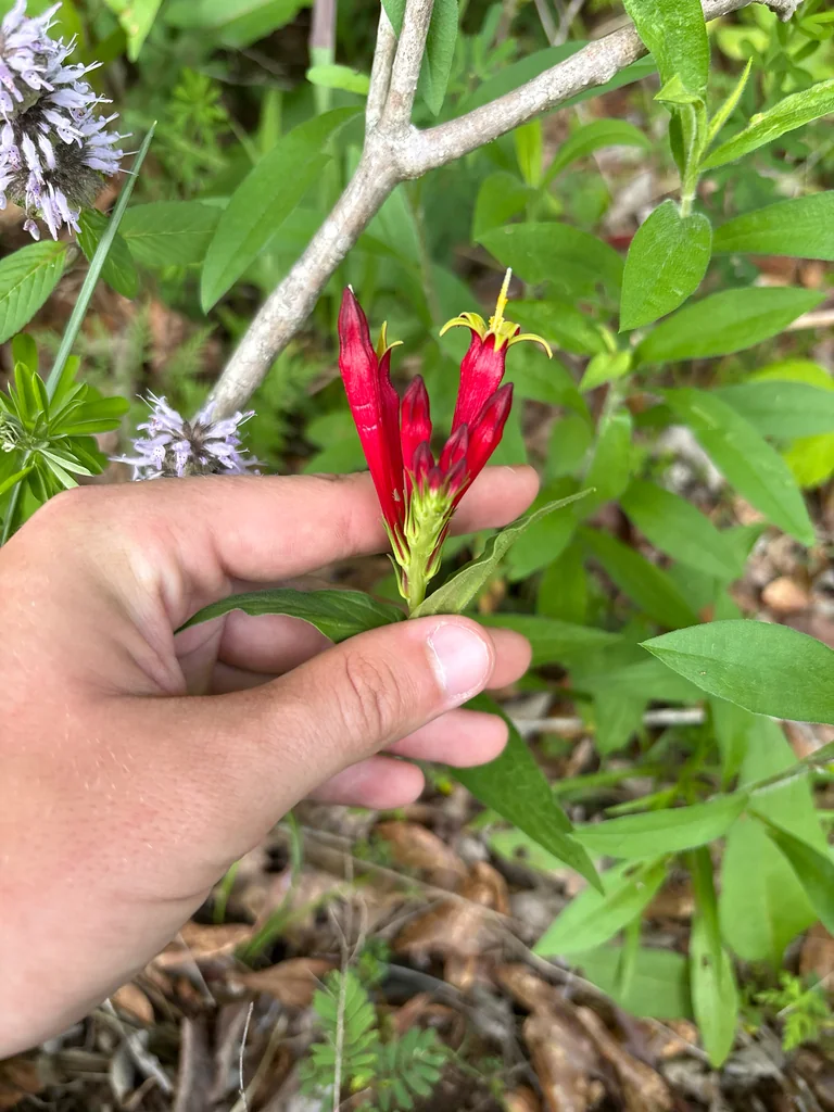 Spigelia marilandica